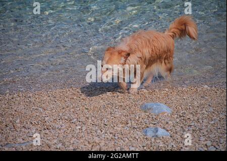 Small brown dog coming out of the sea on a beach Stock Photo