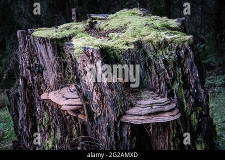 Fungus on tree stump, Warburton, Victoria, Australia Stock Photo