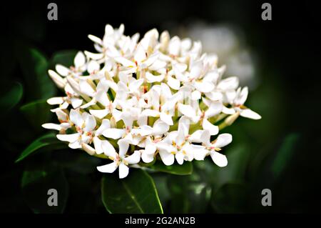 White Ixora flower - Rubiaceae family Stock Photo