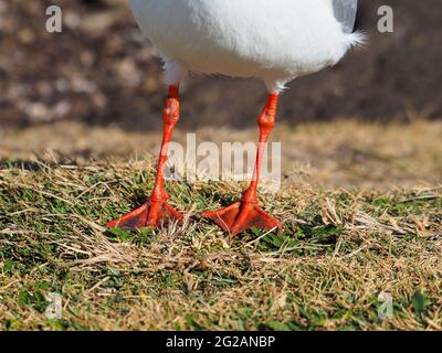 Seagulls orange legs and orange webbed feet, with one foot raised up ...