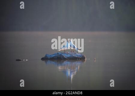 Couple of black-headed gulls sits on grey stone on water background Stock Photo