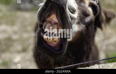 Funny donkey teeth in stable, wild animals, mammals Stock Photo - Alamy