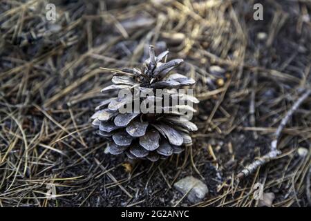 Detail of dried pine fruit, nature and environmental conservation Stock Photo