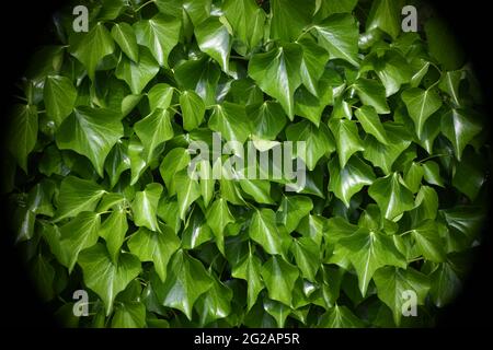 Spot auf saftig grünes Efeu - hedera helix - als Pflanzenwand und Sichtschutz Stock Photo