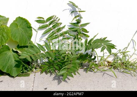 Velvetleaf (Abutilon theophrasti), Ailanthus (Ailanthus altissima), and crabgrass growing in cracks in a sidewalk Stock Photo