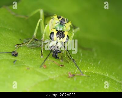 Green sawfly (most likely Tenthredo rhammisia) eating prey - insect macro Stock Photo