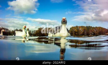 Ducks and geese floating on the surface of the lake Stock Photo