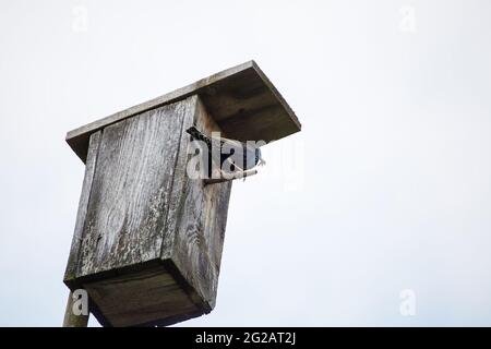 A starling sits on a perch near a birdhouse with an insect in its beak. Against the background of the gray sky. Natural photography with wild birds. Beauty in nature. Warm spring day Stock Photo