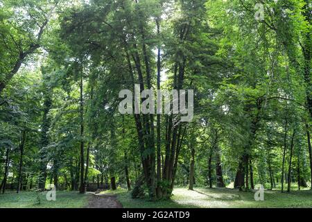 Multiple trunks tree (multi trunks tree or multi-stem tree) in a forest in Romania. Stock Photo