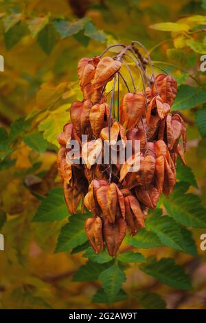 Golden Rain tree seed pods (koelreuteria paniculata) on white
