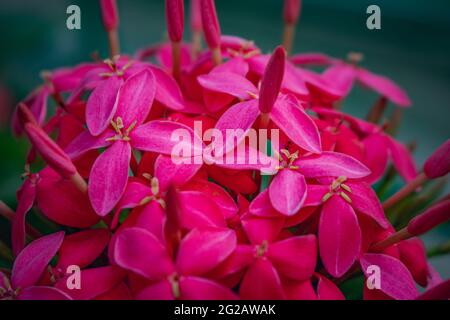 Beautiful macro photo of pink spike flowers in close on a park Stock Photo