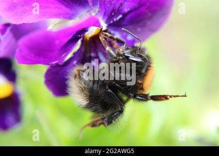 Macro bumble bee on purple flower, fine hair detail Stock Photo