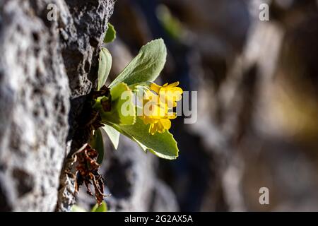 Primula auricula flowers in spring, close up Stock Photo