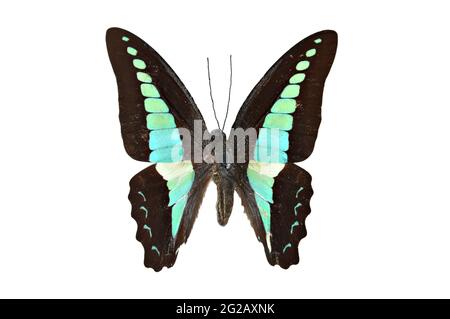 Beautiful butterfly isolated - Common Bluebottle (Graphium sarpedon) Stock Photo