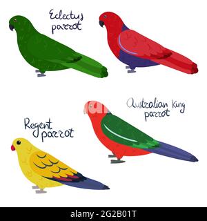 Set of parrot - Ecletus male and female , Australian king, regent, in cartoon style on white background. Vector hand drawn illustration. Stock Vector