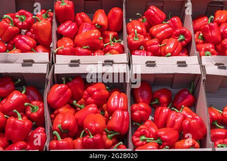 Large red bell peppers lying in cardboard boxes in a store. Collection and sale of ripe vegetables. Healthy dietary products concept. Healthy food con Stock Photo