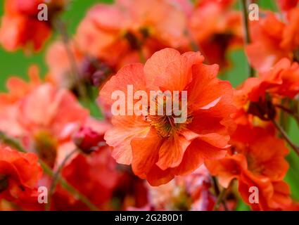 Beautiful bright red Geum flowers (Rosaceae species) Stock Photo