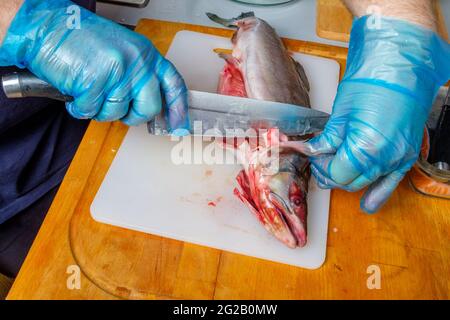 The cook in hygienic gloves cuts off the head with a sharp knife from the carcass of the humpback. Cutting the fish on the kitchen board. Stock Photo
