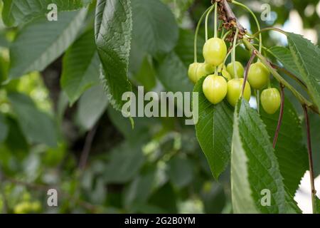 Unripe green sweet cherry on a tree branch. Growing fruit trees. Place for your text. Cherries or merry Stock Photo