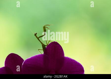 A green praying mantis perched on purple butterfly orchid with natural green and yellow background Stock Photo