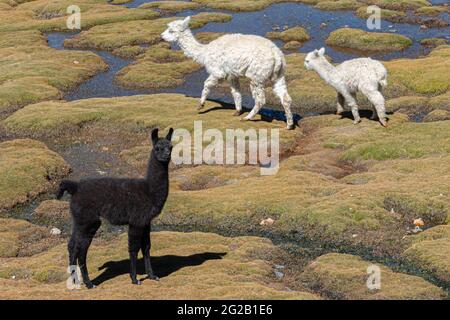 Llamas (Lama glama) near the Colca Canyon, Peru Stock Photo