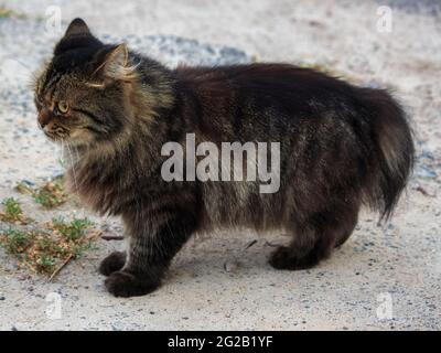 Portrait of homeless cat Stock Photo