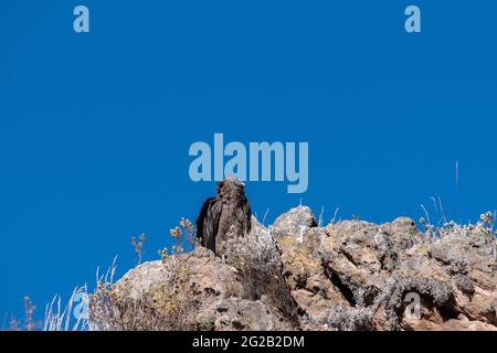 Low angle view of a juvenile Andean Condor (Vultur gryphus) perched on a rock at the Colca Canyon, Peru Stock Photo