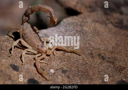 Selective focus shot of a Buthus occitanus (common yellow scorpion) Stock Photo