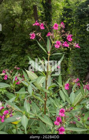 Pink flowers Himalayan Balsam (latin name Impatiens glandulifera on Stara mountain in Serbia Stock Photo