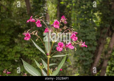 Pink flowers Himalayan Balsam (latin name Impatiens glandulifera on Stara mountain in Serbia Stock Photo
