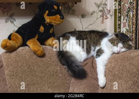 Sleeping cat in funny pose Stock Photo