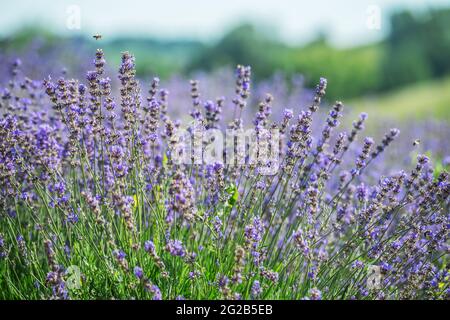 Colorful flowering lavandula or lavender shrub close up. Nature background. Stock Photo