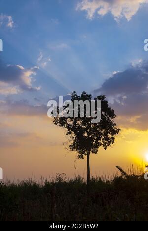 Dramatic sunset in rural region of Guatemala, silhouette of tree in ...