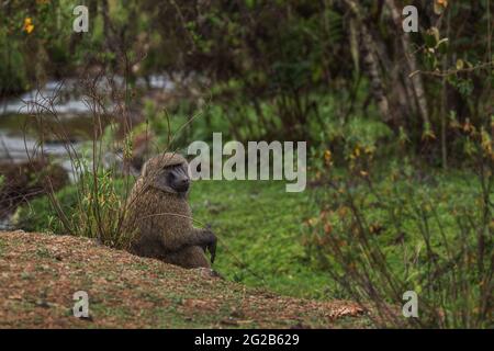 Olive Baboon - Papio anubis, large ground primate from African bushes and woodlands, Bale mountains, Ethiopia. Stock Photo