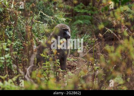 Olive Baboon - Papio anubis, large ground primate from African bushes and woodlands, Bale mountains, Ethiopia. Stock Photo