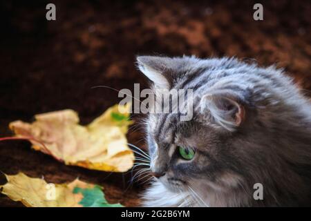 Portrait of beautiful gray cat closeup Stock Photo