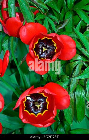 Two fully open red tulip cups in topside view on green background. Stock Photo