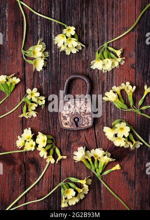 Old rusty padlock around spring wild yellow cowslip flowers on a rustic wooden background. (Primula veris) Stock Photo