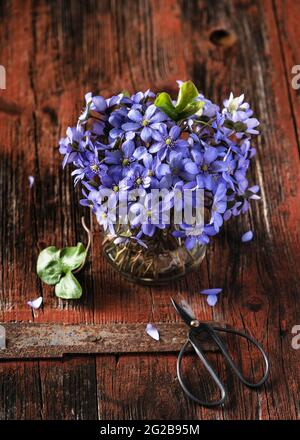 Beautiful bouquet of hepatica purple flowers with a small glass vase and old scissors on rustic wooden background. Stil life. Stock Photo