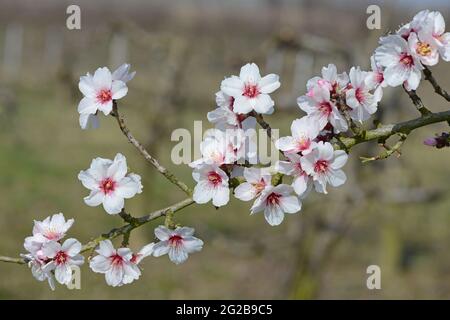 Twig Of Almond Blossoms Stock Photo