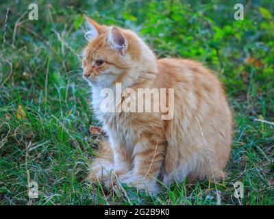 Homeless kittens playing in the street Stock Photo