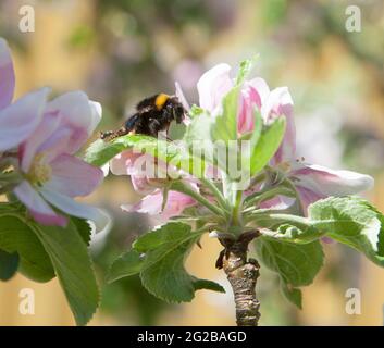 BUMBLEBEES collect pollen from apple blossom in garden Stock Photo