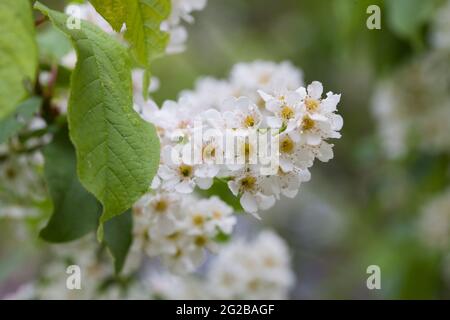 PRUNUS PADUS  Bird Cherry blossom on tree Stock Photo