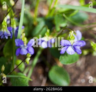 VIOLA RIVINIANA The common dog-violet Stock Photo