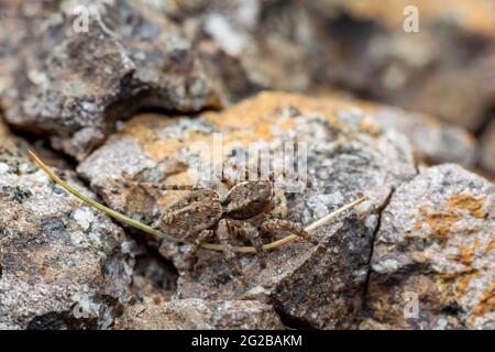 Jumping spider camouflaging on the rock. Used selective focus. Stock Photo