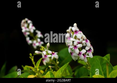 Flowers of Pseuderanthemum carruthersii also known as Variegated False Eranthemum. Used selective focus. Stock Photo