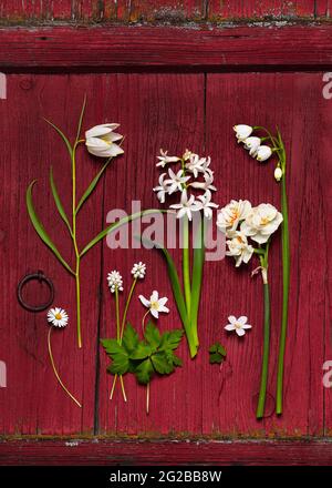 Top view of beautiful spring wild flowers in white on rustic red wooden background. Stock Photo