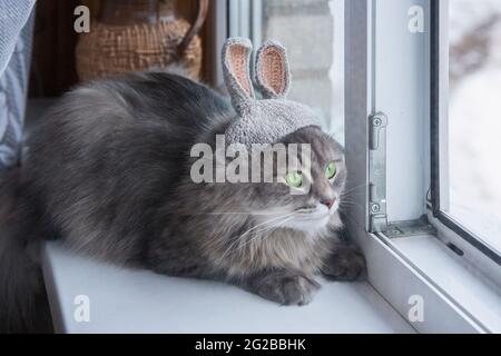 A cat walking in the winter hat near an open window Stock Photo