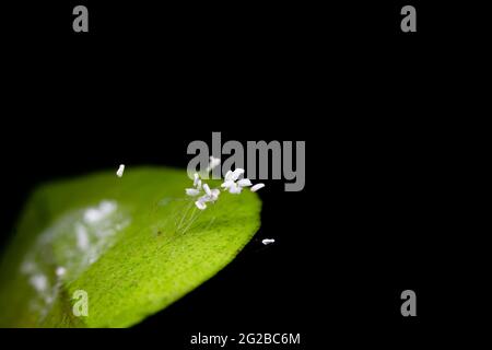 Eggs of green lacewing insect on the plant leaf with black background. Used selective focus. Stock Photo