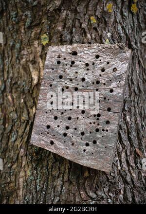 Nature insect or bee hotel with small tubes in the wood for the conservation of endangered insect species. Stock Photo